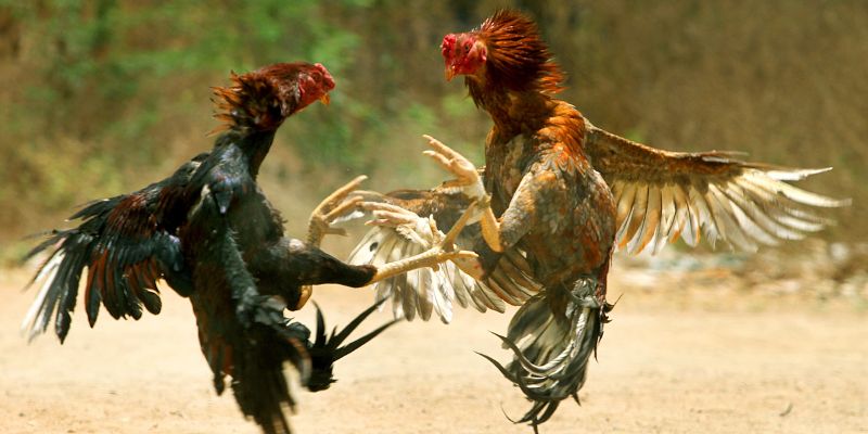 5 ưu điểm vượt trội của trò chơi đá gà Thomo