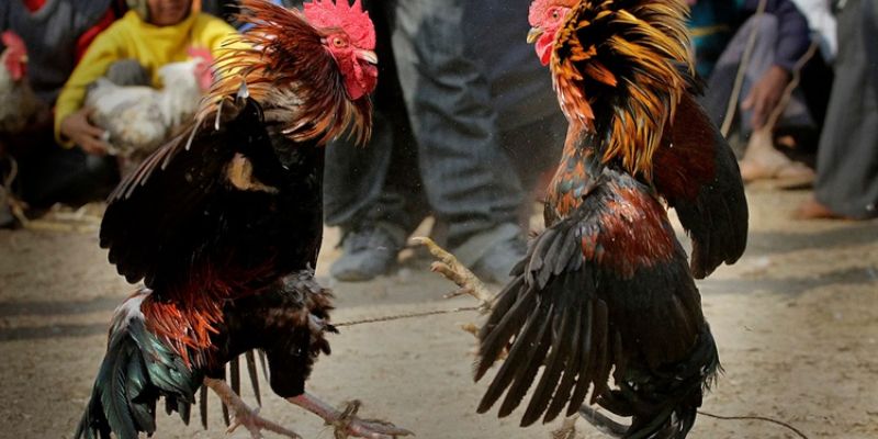 Bí kíp cá cược chọi gà Thomo bất bại cho bạn