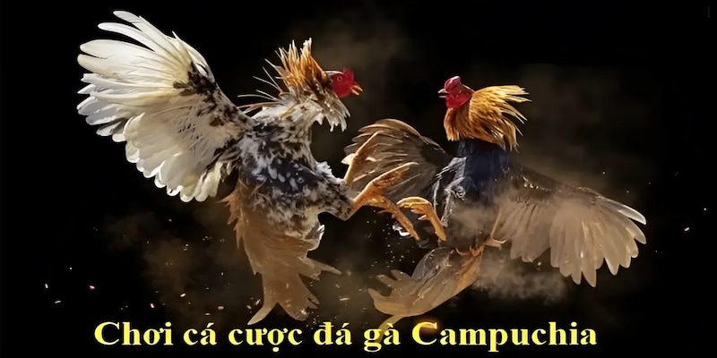 Tìm hiểu các thông tin về giải đấu đá gà CPC