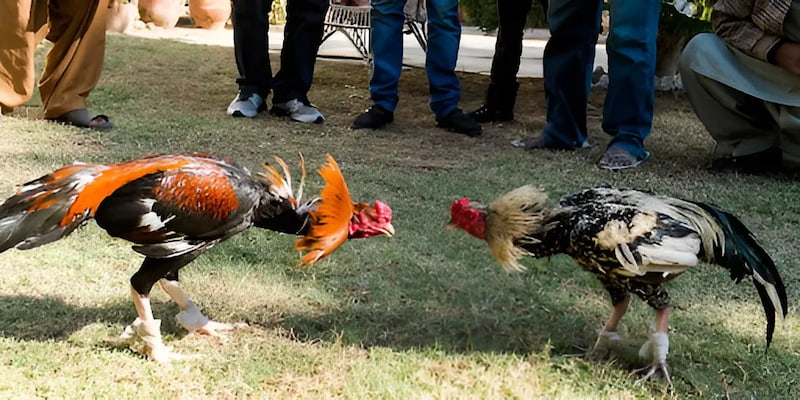 Trực tiếp đá gà cựa sắt tại đấu trường