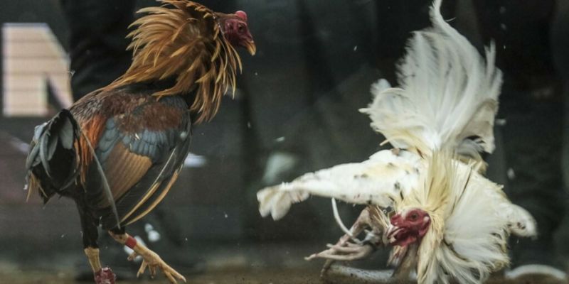 Đá gà C1 cực thu hút